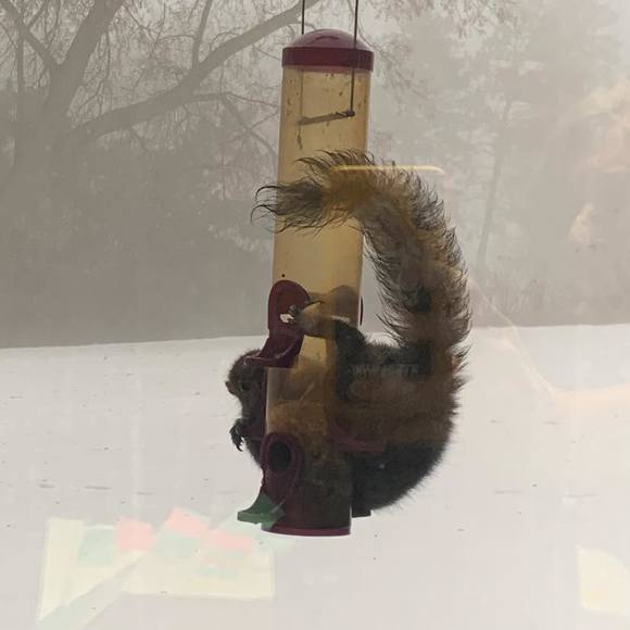 Meet your Posher, Laurie - Picture 1 of 1